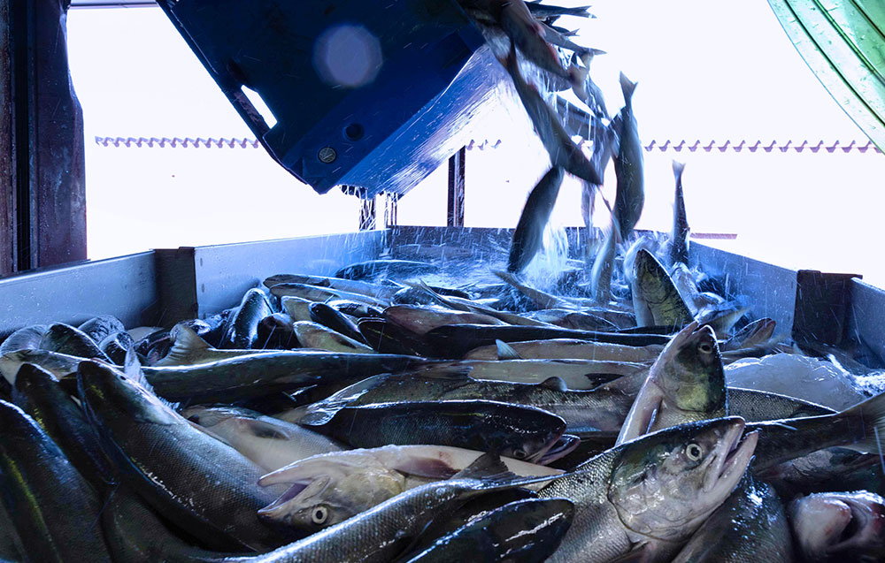 石狩漁港で水揚げした秋鮭を、素早く、おいしく加工。